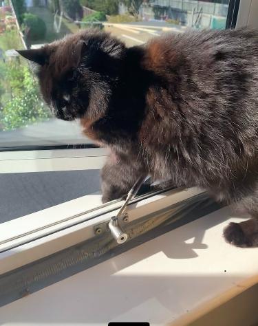 LockLatch window latch for pet doors, secure ventilation and window security