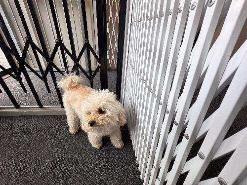 Step-by-Step Guide to Installing a Retractable Security Gate