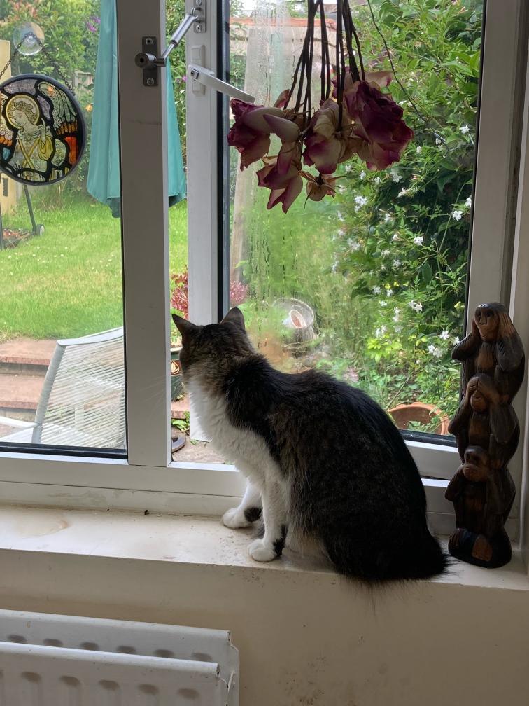 Pet Door Window Latch Lock A LockLatch® (90–175mm) - Residential, Window Latch, Windows - DIY XPANDA